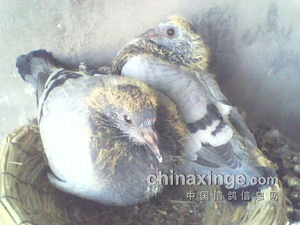 第二批;第一窝幼鸽出壳21天