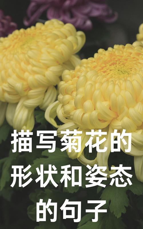 描写菊花的形状和姿态的句子