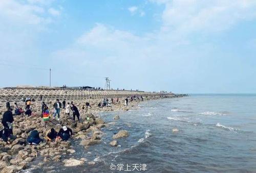 滨海新区7处赶海绝佳地点大汇总拾贝玩沙踏浪