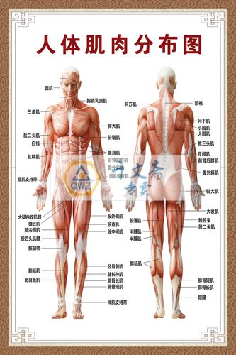 人体肌肉结构解剖人体骨骼大挂图人体器官解剖图示意图海报