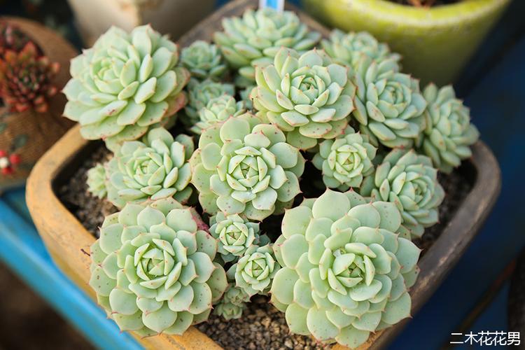 多肉平凡而普通的美