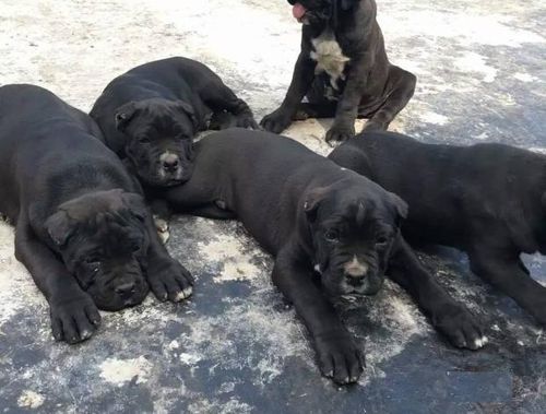 卡斯罗犬 纯种卡斯犬卡斯.商品大图