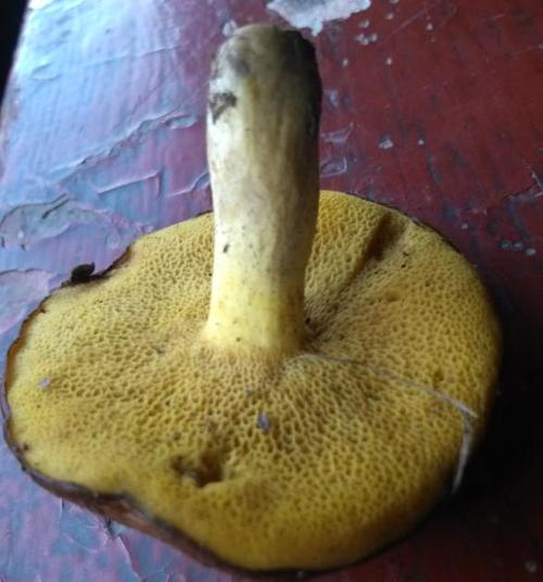 这是粘盖牛肝菌吗?