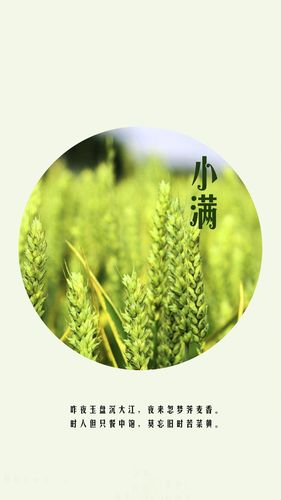 清新简约二十四节气小满