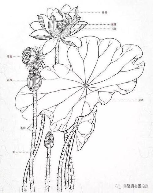工笔画教程适合零基础学习的荷花工笔画步骤图解收藏