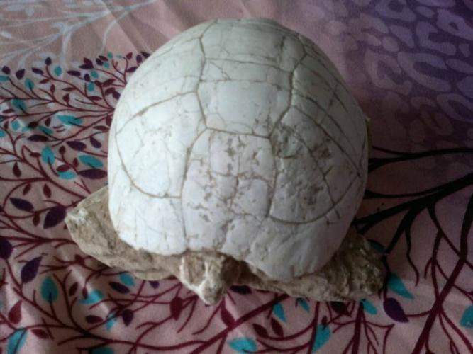 朋友们大家好,请帮我鉴定下这个乌龟化石值钱吗·能有多少年限了·是