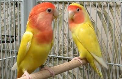 牡丹鹦鹉个性特徵及繁殖过程