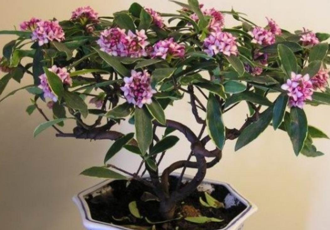春天金边瑞香开完花该怎么养护需要做4件事