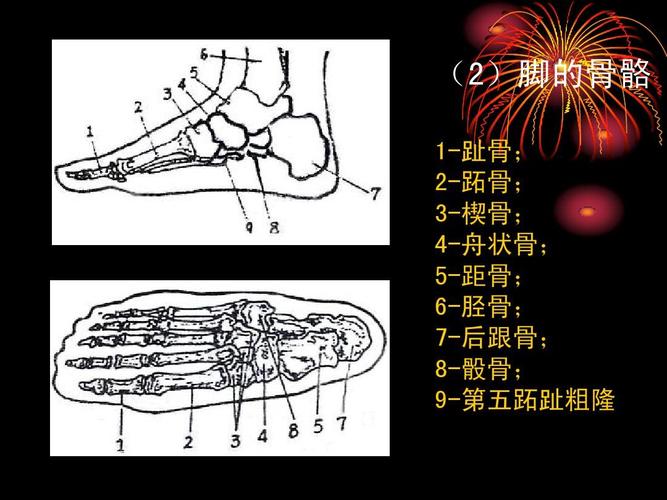 1-3 脚的形态与结构