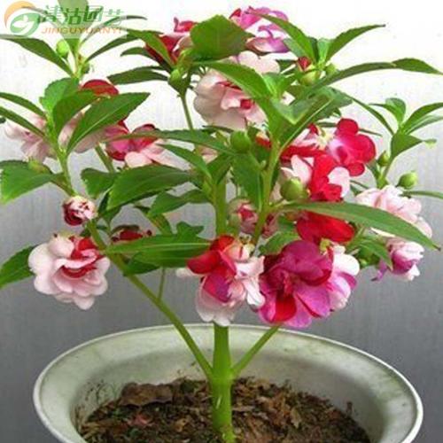 庭院植物室内 花卉种子 七彩凤仙花种子 指甲草种子 急性子种子