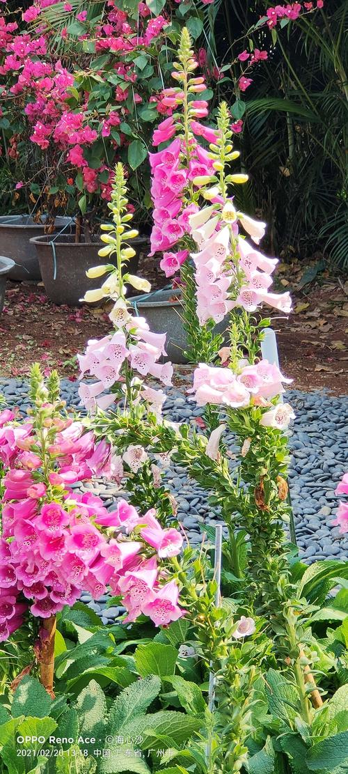 20.广州海心沙花展.