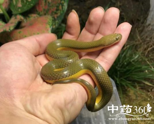 水蛇有哪些药用价值 水蛇治消渴四肢烦热