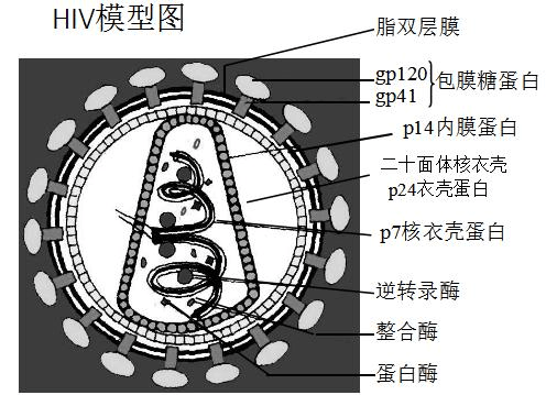 整和酶 (p32) - 将hiv原病毒dna插入宿主细胞dna中 d.