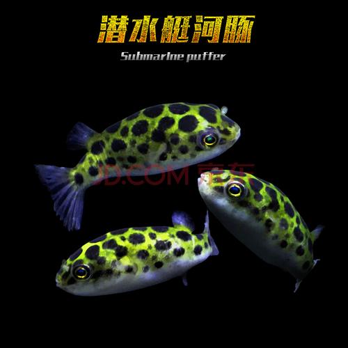 巧克力娃娃河豚活鱼观赏鱼小河豚宠物淡水鱼暗纹弓斑河豚潜水艇鱼