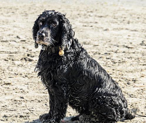 勇敢而耐疲劳,异常聪明的葡萄牙水犬,大家是否会喜欢呢