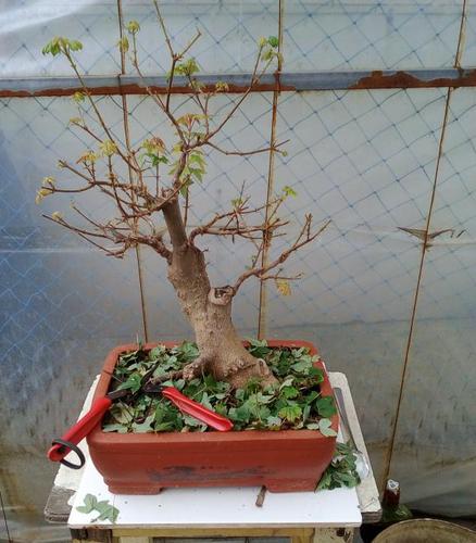 三角枫盆景 今年第二次摘叶 可以吗