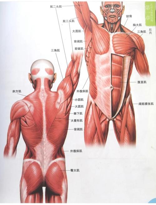 人体肌肉结构图_绘画_学习_人文_绘画