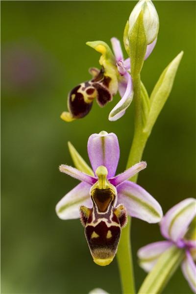 蜂兰花