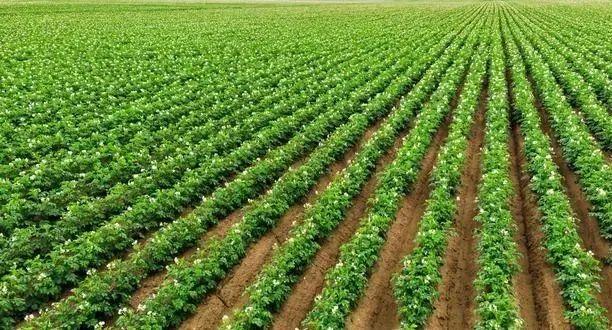 【农业技术】马铃薯种植技巧分享,掌握这些马铃薯出苗更快,更健康