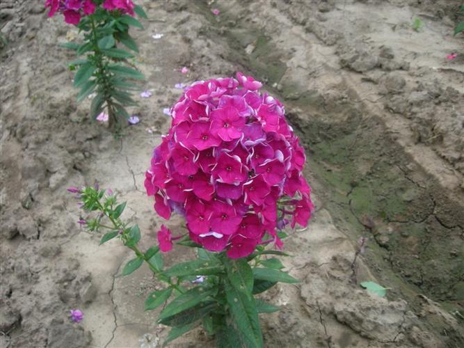 福禄考|东北福禄考@福禄考花卉