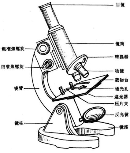 【奇妙的微观世界系列】小小显微镜,探索大世界!