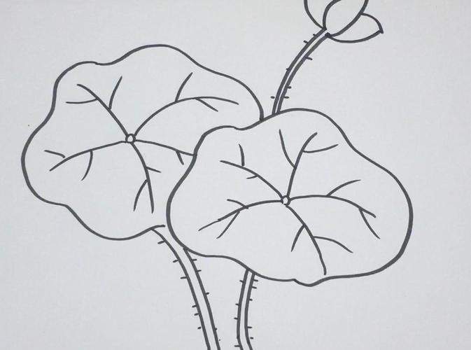 如何用荷叶增加食物的清香?