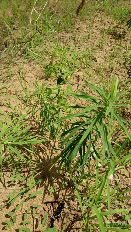 格日僧之行甘遂