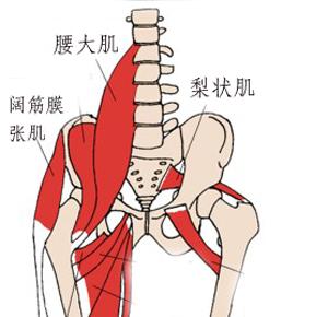 [转载]骨盆周围肌肉解剖图