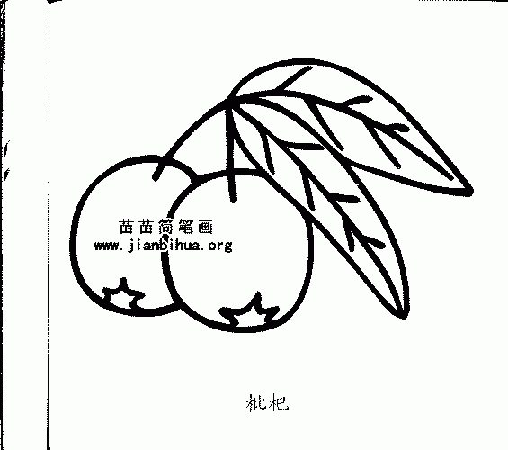 枇杷简笔画与知识