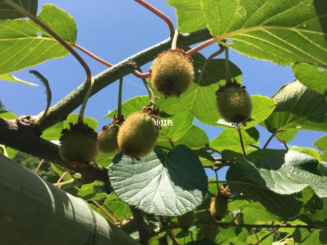 毛茸茸的小可爱,地栽的猕猴桃,终于挂果啦_猕猴桃_美食_美食展示