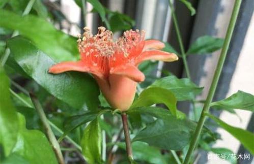 石榴开花多一定结果多?不知道这个,就不敢说自己是高手