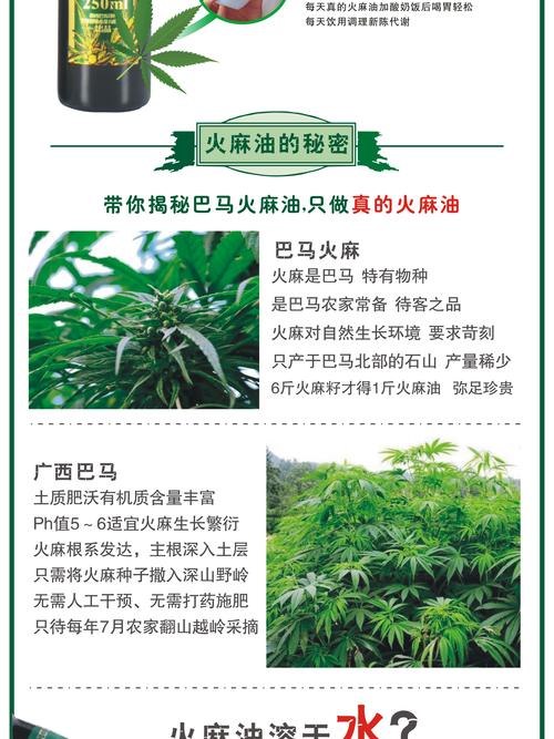 巴马火麻油正宗火麻油巴马火麻仁 食用油火麻 野生山火籽麻油包邮