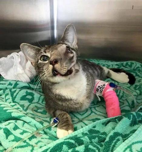 肿瘤大到几乎毁容,还差点让这只猫咪失去一只眼睛