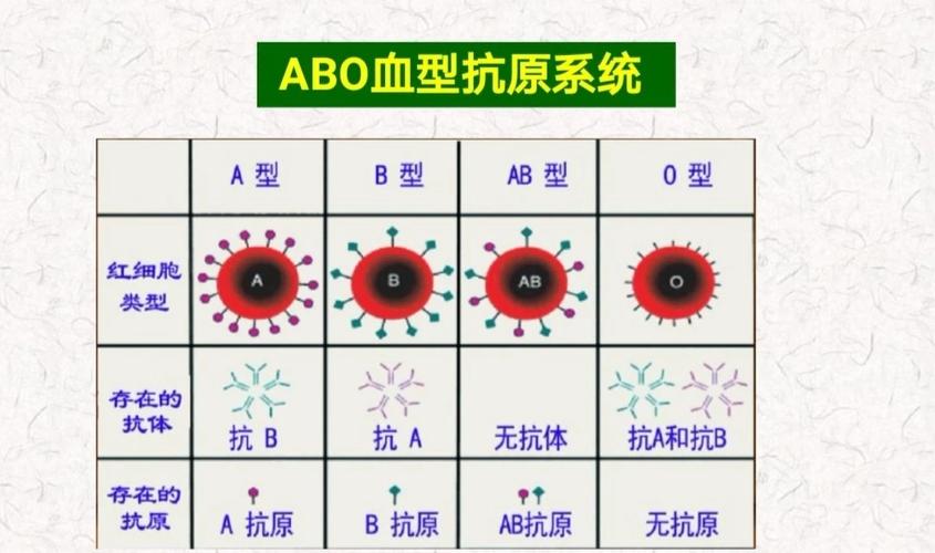 o血型(万能供血者):红细胞上既无a抗原也无b抗原
