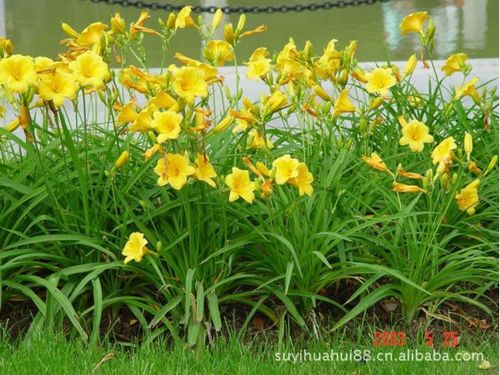 金娃娃萱草盆栽花卉 花期半年 宿根植物 易栽好养 工程绿化苗