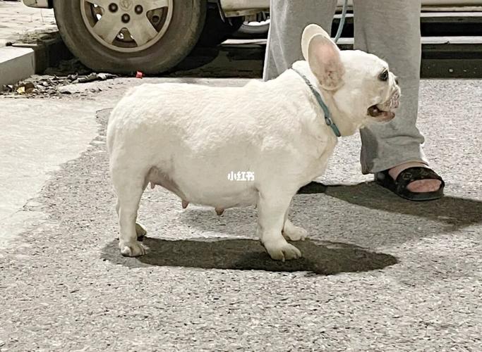 法斗配土狗 到底会生出什么玩意啊_法斗_晚饭_狗粮_狗狗_宠物_狗_晒狗