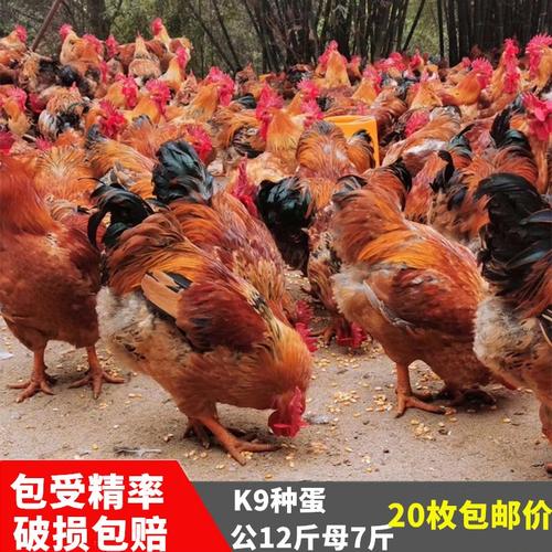大型品种k9麻鸡三黄鸡纯种快大肉鸡种蛋受精蛋可孵化新鲜受精鸡蛋