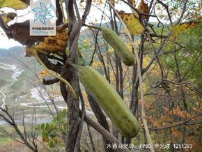 木通马兜铃|6|62