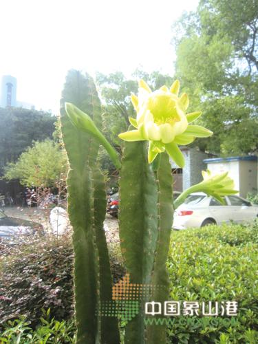 &nbsp;&nbsp;&nbsp; 这盆仙人天柱一根生两柱,一柱长约1.
