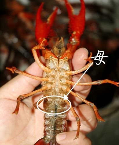 怎么分辨母虾,买有虾黄的大虾