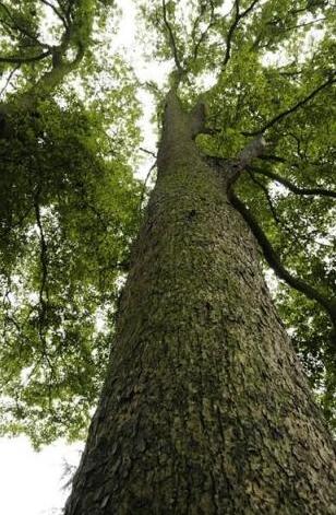 金丝楠木的木头是什么样子?