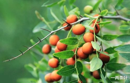 鲁西南方言杂谈-圪针