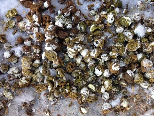 如信鸽的粪便出现水便,稀便,散便等现象,这些症状都是此