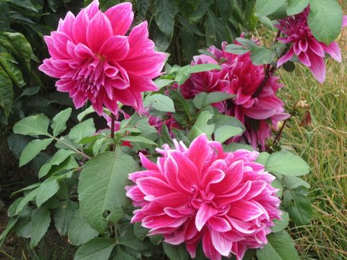 初冬的地瓜牡丹花