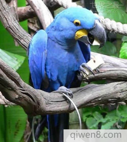 世界上最贵的鹦鹉