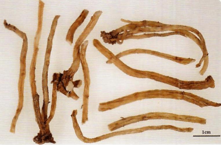 坚龙胆 :表面无横皱纹,外皮膜质,易脱落;木部黄白色,易与皮部分离.