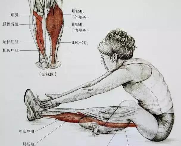 学会用臀部发力带动双腿走路,不用躺着,也可以减少小腿肌肉的使用.