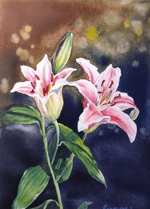 水彩插画|水彩百合花合集