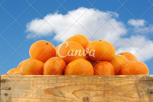 天空水果蓝色橙子橙色清新甜食热带气候板条箱摄影