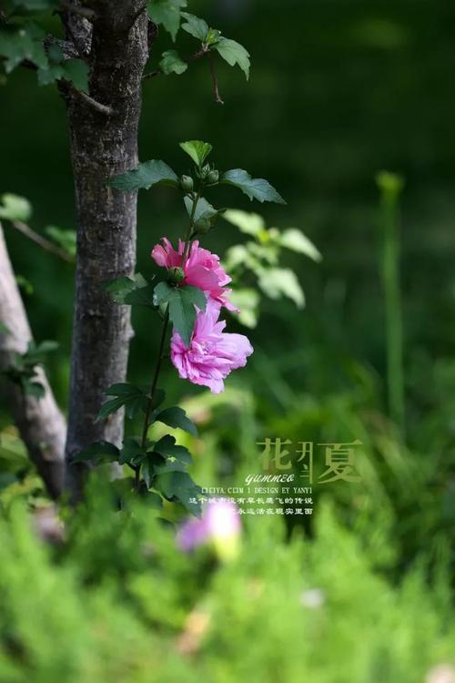 花开半夏,寄语六月你若安好,便是晴天